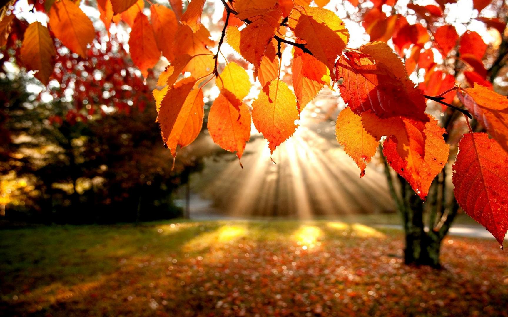 fall-foliage-wallpaper1