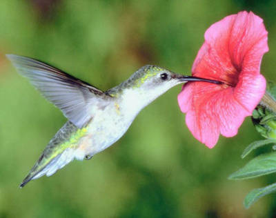 hummingbirds